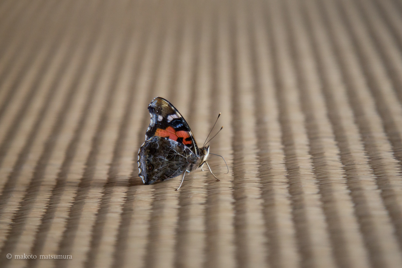 古守宿一作　畳に舞い込んできた蝶